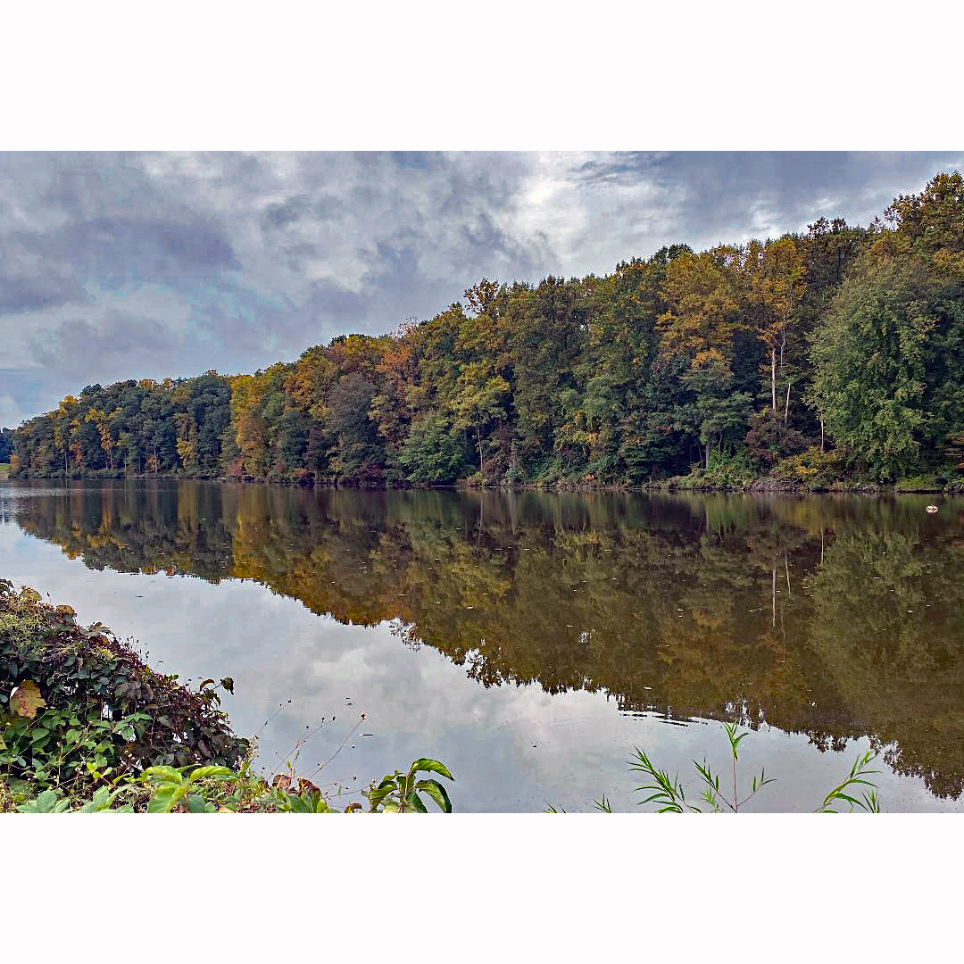fairfaxparks's tweet photo. Royal Lake is starting to show fall color. (Look at it sideways and it looks like a giant holiday tree.)
📷: Cristen Bratt
#fairfaxparks #fairfaxcounty #royallake #royallakepark #fallcolors #autumn https://t.co/6tBnxI9GPM
