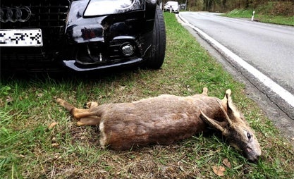 pechmeni BACKUP tweet media