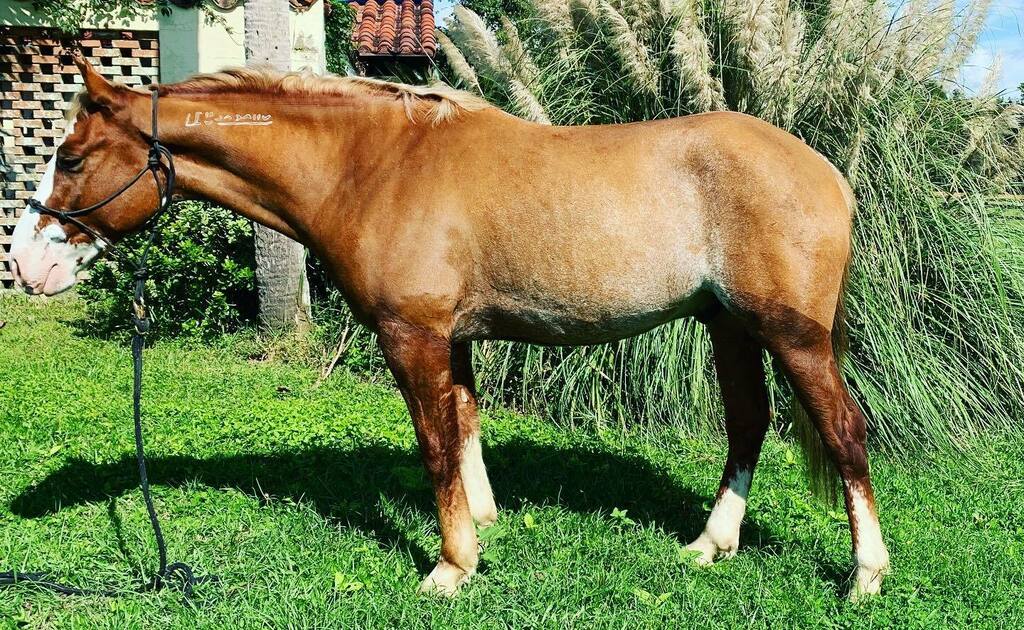 WallaceEventing's tweet photo. #EschertheMustang #Glowup. He’s put on a ton of muscle 💪thanks to @buckeyenutrition #GrownWin and #UltimateFinish 
#gatipchallenge2020 https://t.co/15z07uOL6w https://t.co/lk0MCtEfja