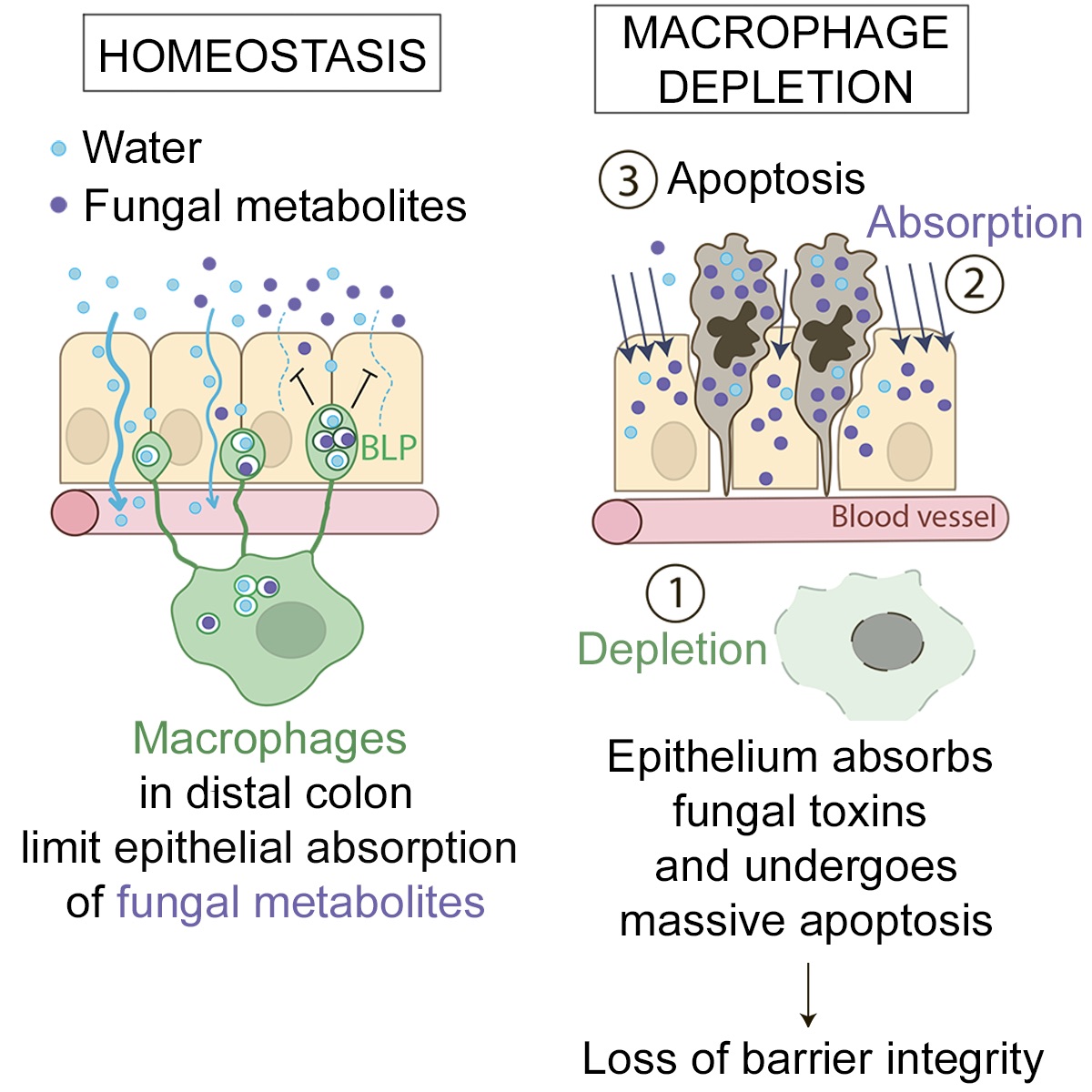 Out now! An #unexpected and #essential role of #macrophages in the maintenance of colon-#microbiota interactions in #homeostasis. @institut_curie bit.ly/33YFBU8