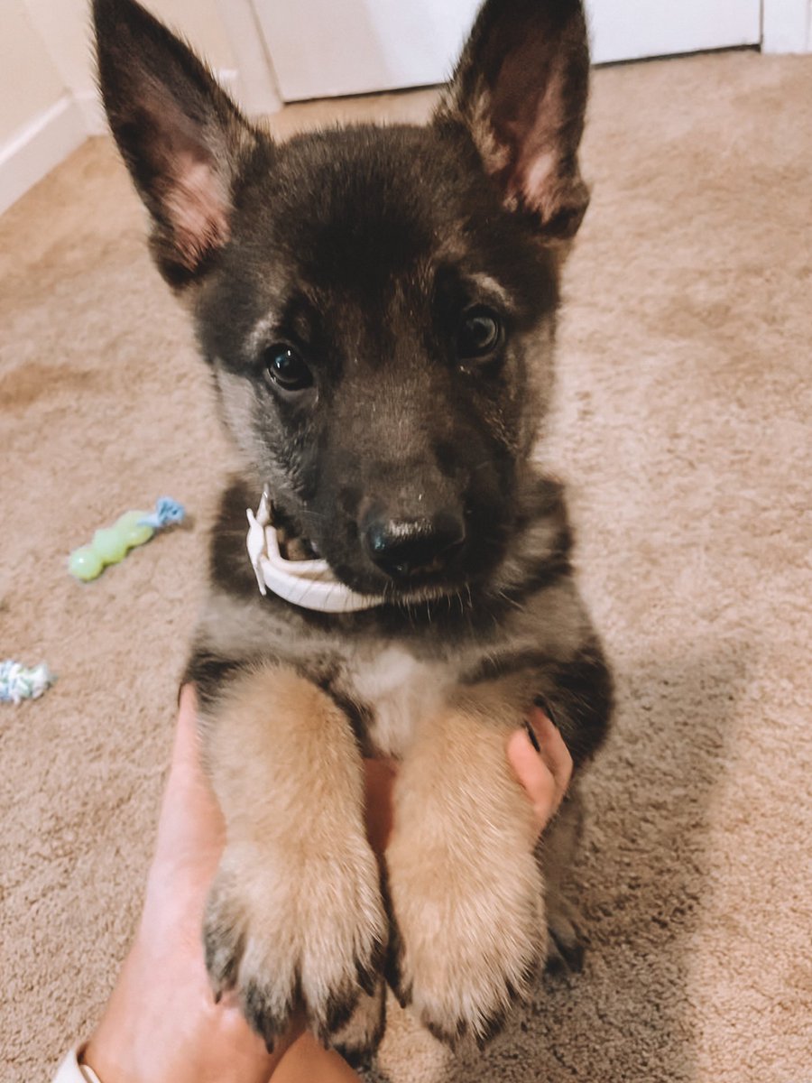 SnellMisty's tweet photo. but if that didn’t happen i wouldn’t have this baby so all is well i guess https://t.co/5b15O8g1FN
