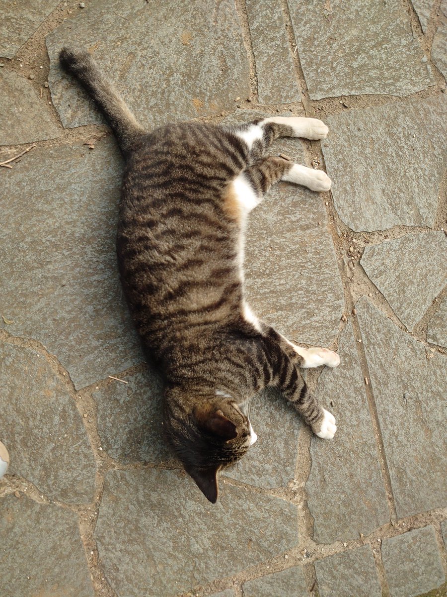 ももはら🔥 (@foxfirefoxfire) on Twitter photo 