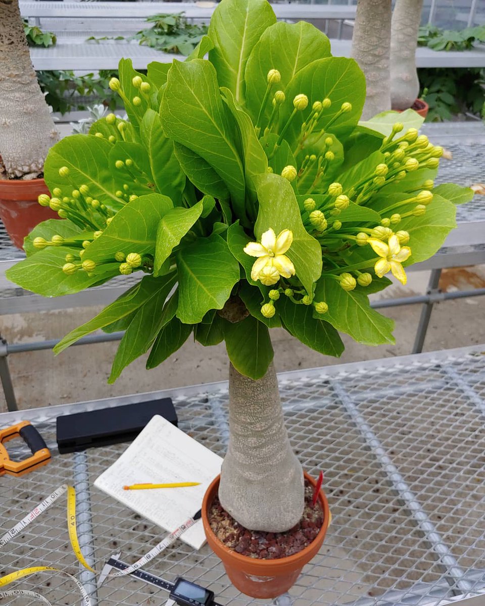 Jeremyafost's tweet photo. So it begins! Year two of working on these beautiful #brighamiainsignis at the @chicagobotanic in the @PBCresearch program! https://t.co/1FKMSPazHo