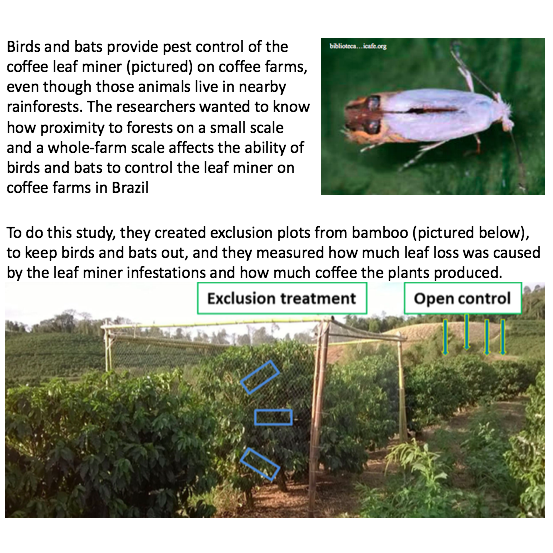 DempseyAlberta's tweet photo. My overview of a study done by Felipe Librán-Embid, Greet de Coster, and Jean Paul Metzger on how forest cover on Brazillian coffee farms affects birds and bats ability to control pests as an #EcosystemService in #Agroecology. #pbiowriting @PBIOWriting https://t.co/ayibYtdPOm