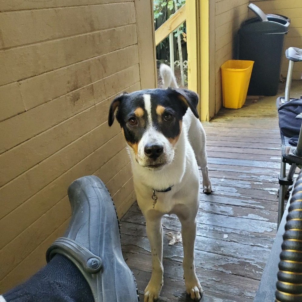 tinytempest's tweet photo. Poppy and I have this conversation daily.

Poppy: Can I have some of what you're eating?
Me: Hey Google, is [food] safe you're dogs?
Google: No, [food] is bad for dogs.
Me: Sorry, Poppy.
Poppy: You know that Google is controlled at the highest level by cats, right?
#LifeWithPoppy https://t.co/MfKgfaxsxL