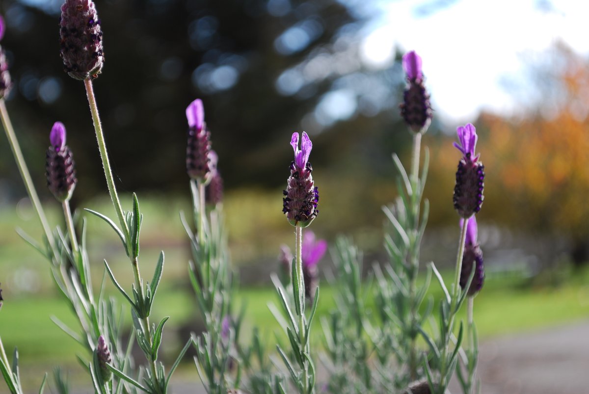 Most varieties of lavender bloom during the summer. There are, however, a few varieties of the stoechas species that start blooming in spring and will bloom well in to autumn with deadheading. Keep an eye out for these little pops of color during the fall...