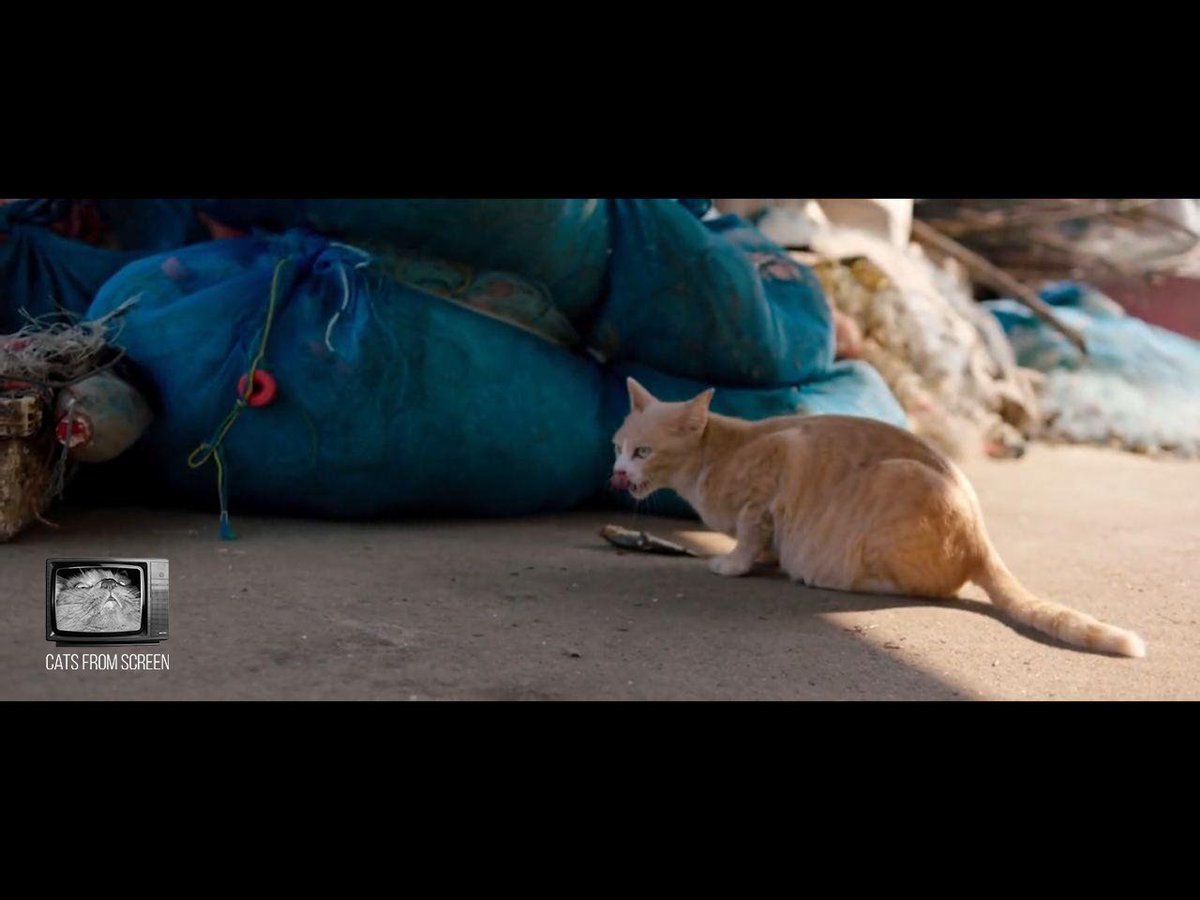 CatsScreen's tweet photo. The hungry one from the movie Happy End (2020).

#catsfromscreen #хэппиэнд #пушистики #happyend #кино #котики https://t.co/cw7VoYlqmV