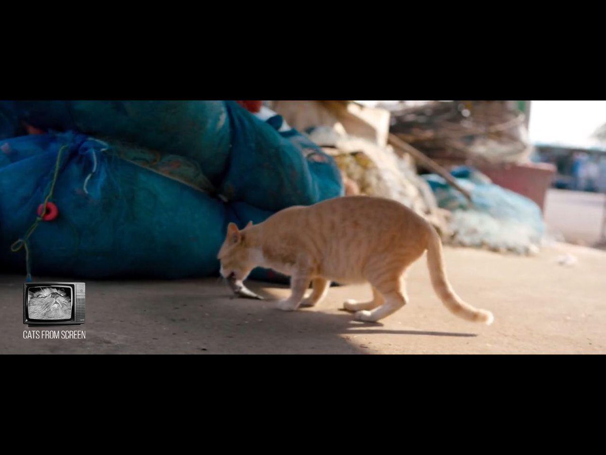 CatsScreen's tweet photo. The hungry one from the movie Happy End (2020).

#catsfromscreen #хэппиэнд #пушистики #happyend #кино #котики https://t.co/cw7VoYlqmV