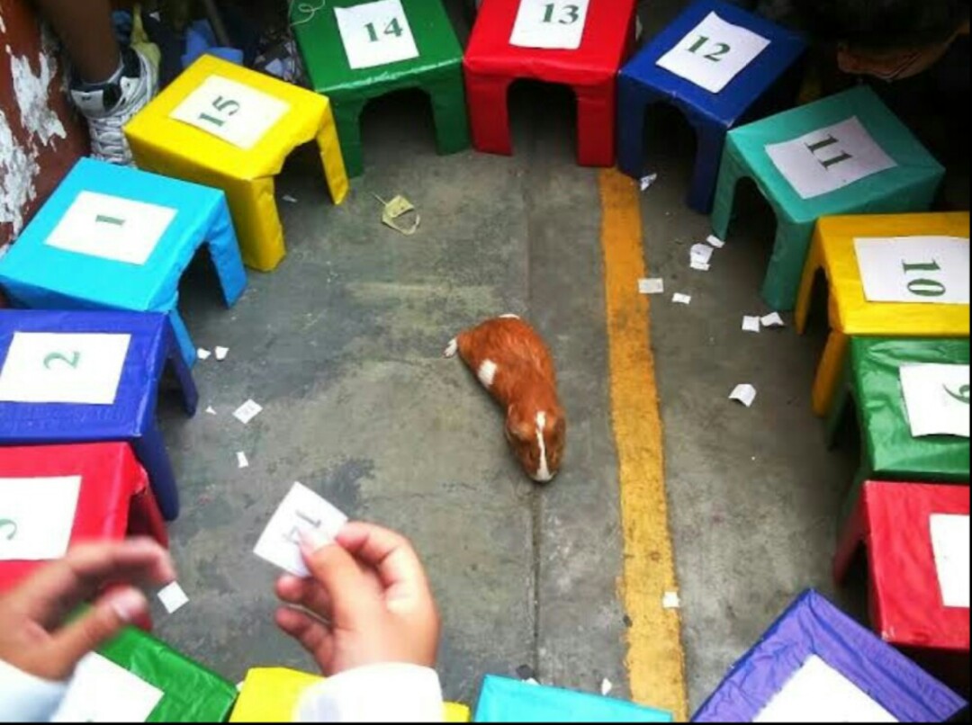 Luis54795019's tweet photo. @RecuerdosPeru Empezó la Tómbola Presidencial 2021!! Siempre me pregunto, qué es lo que hace decidir al cuy meterse a determinada caja. Será el ruido, será el color, será el temor, algún olor o simplemente a cualquiera porque todos ofrecen lo mismo ? El Perú necesita gobernantes, NO LADRONES. https://t.co/ErVH21pRod