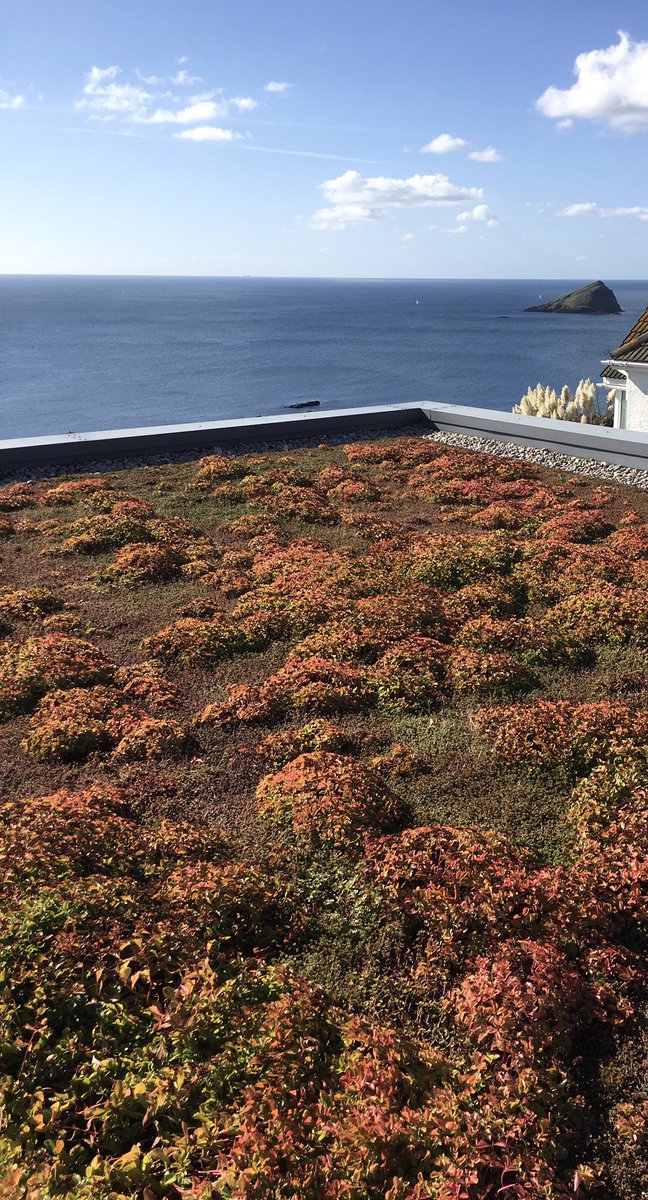 One of the perks of our job is that we get to see green roofs in amazing locations #greenroof #sedum #biodiversity #devon #southdevon