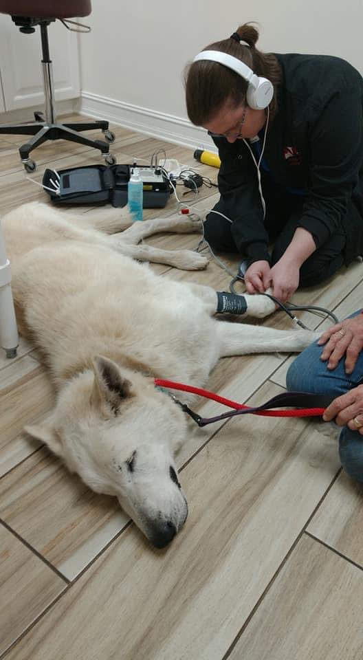 ShyWolfSanct's tweet photo. We want to give a huge THANK YOU to all of the veterinary technicians and support staff that help us care for our animals and beyond❤️ 
We appreciate all of the hard work you do - all the time, but especially during #VetTechWeek 
#thankavettech #showyourlove #thankyou https://t.co/oKFt14WRD4