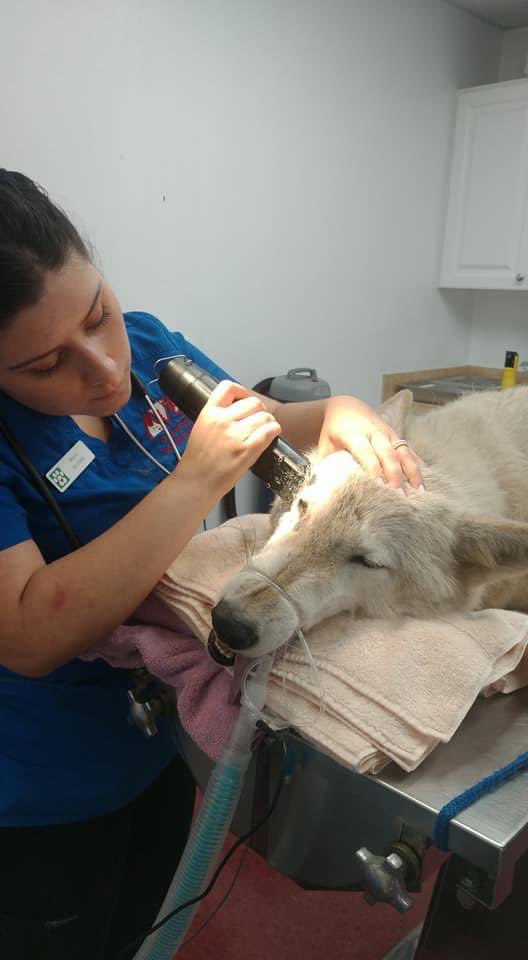 ShyWolfSanct's tweet photo. We want to give a huge THANK YOU to all of the veterinary technicians and support staff that help us care for our animals and beyond❤️ 
We appreciate all of the hard work you do - all the time, but especially during #VetTechWeek 
#thankavettech #showyourlove #thankyou https://t.co/oKFt14WRD4