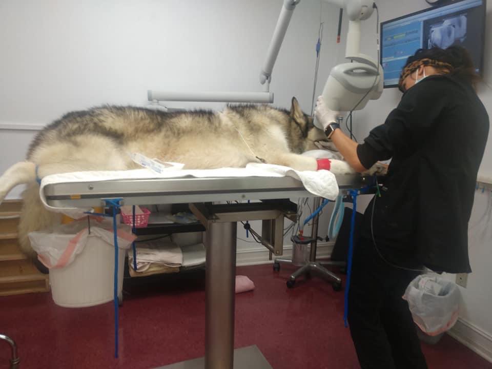 ShyWolfSanct's tweet photo. We want to give a huge THANK YOU to all of the veterinary technicians and support staff that help us care for our animals and beyond❤️ 
We appreciate all of the hard work you do - all the time, but especially during #VetTechWeek 
#thankavettech #showyourlove #thankyou https://t.co/oKFt14WRD4