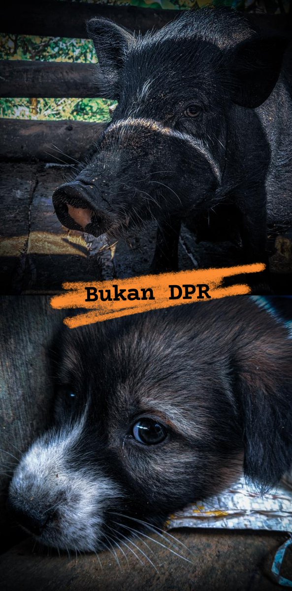 rianocb's tweet photo. Jangan mengutuk dengan label binatang.
Jika kekacauan benar benar terjadi,
Jika kepecundangan hadir kembali,
Serta kedunguan terasa abadi.
Sebut saja mereka dengan makian: "MANUSIA".Itu lebih tepat .
Tak ada yang lebih keji dari sebutan itu.Manusia telah merangkum segala yg buruk https://t.co/WKUgdojJqZ