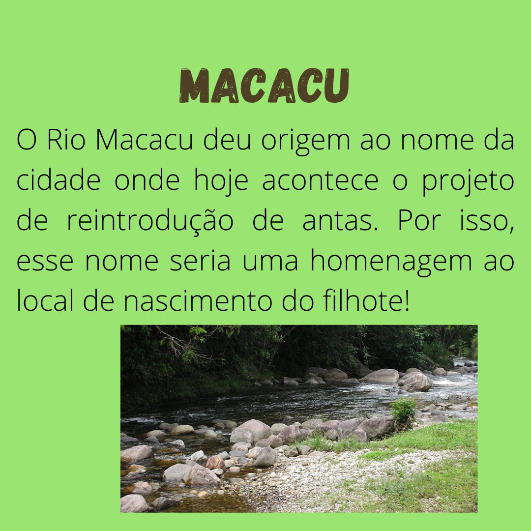 IfrjLemas's tweet photo. Saiba o significado de cada um dos nomes!
#refauna #anta #mataatlântica #babyanta https://t.co/GMK6ZtvwIO