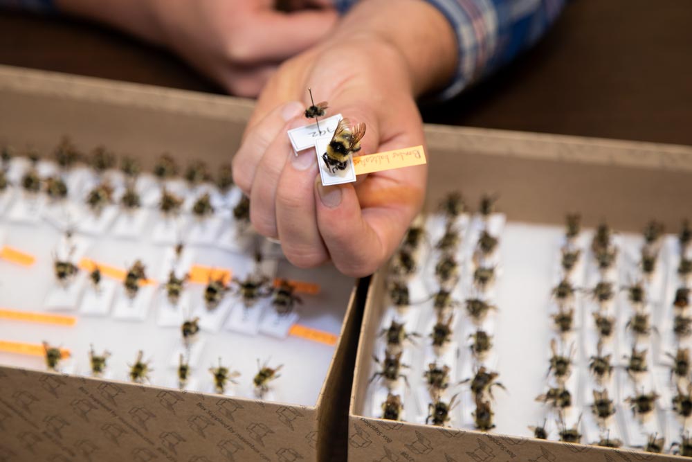 ColoradoStateU's tweet image. Although the outbreak of bark beetles is harming forests in the Rockies, it&apos;s creating room for other important life to flourish: pollinator communities. 

Scientists have found wild bee diversity &amp;amp; floral abundance in affected forests🐝🌼

col.st/5pdcb

@WarnerCollege