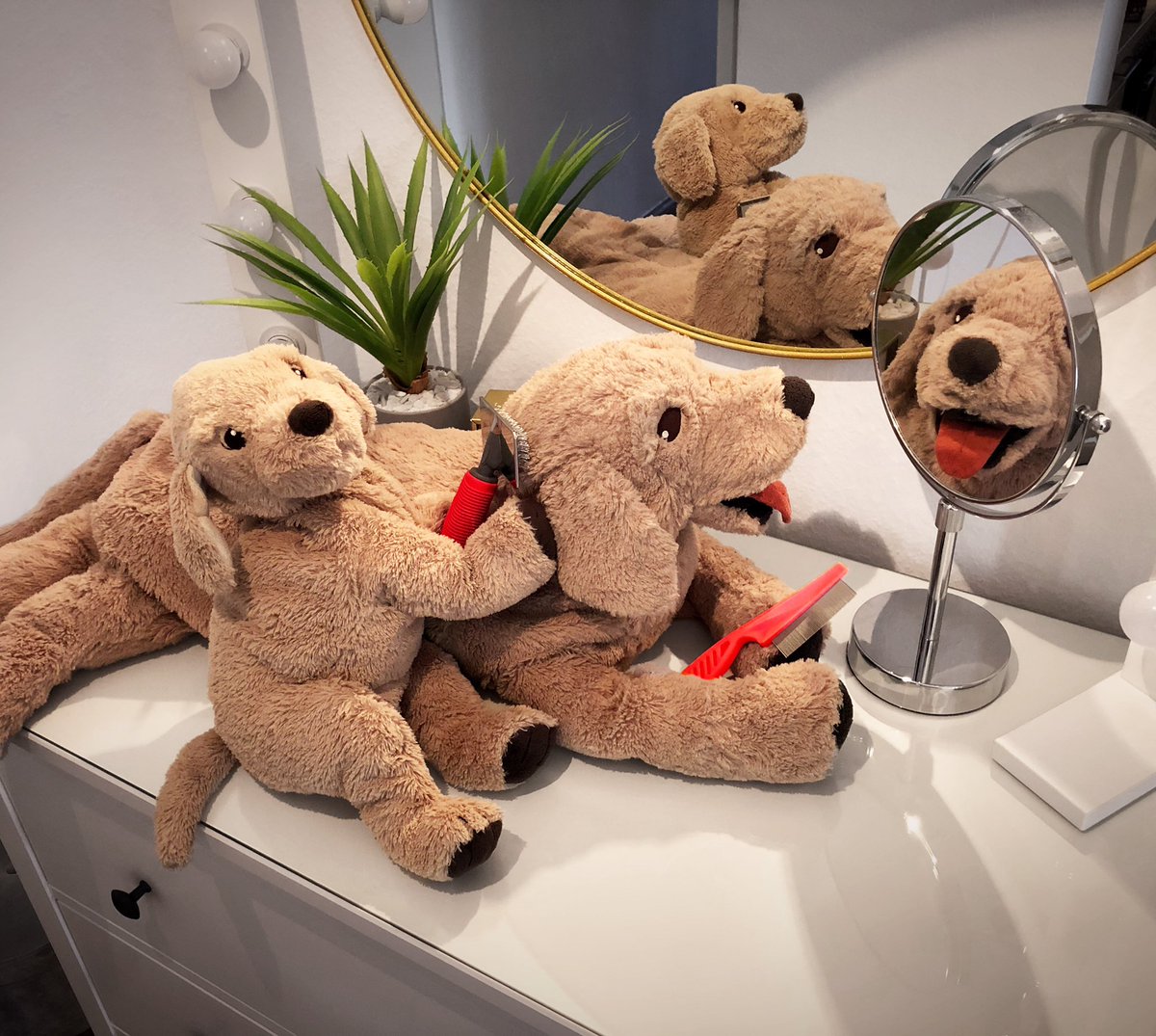 iamwuffi's tweet photo. Welcome to Knuffis hairdressing salon 💇🐶🐾😎
#fancydog #ikeadog #goldenretriever @IKEA_Presse https://t.co/HDiDlxjRRl