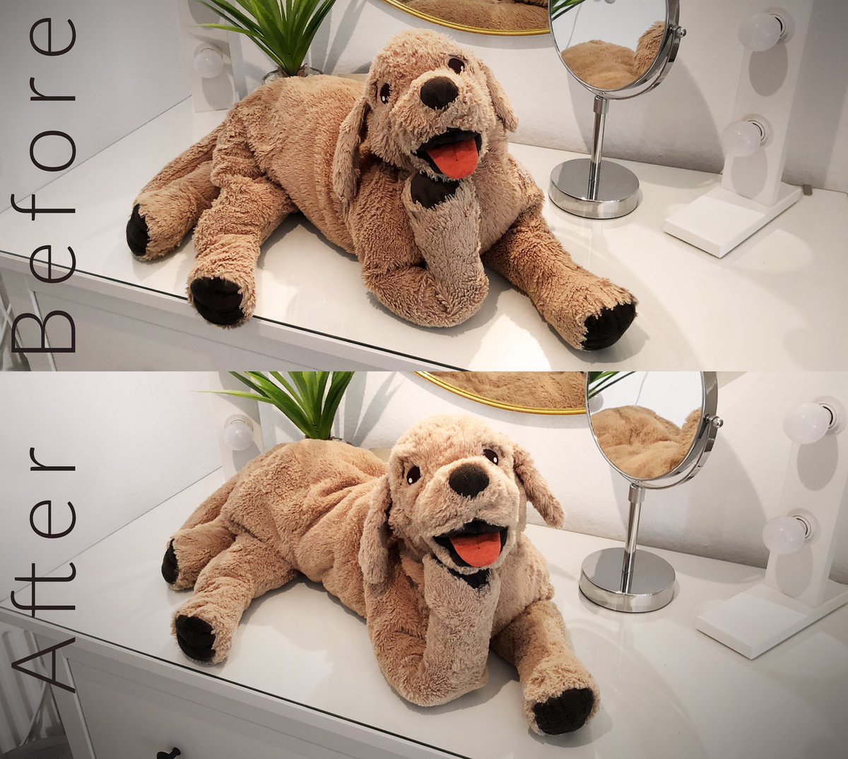 iamwuffi's tweet photo. Welcome to Knuffis hairdressing salon 💇🐶🐾😎
#fancydog #ikeadog #goldenretriever @IKEA_Presse https://t.co/HDiDlxjRRl