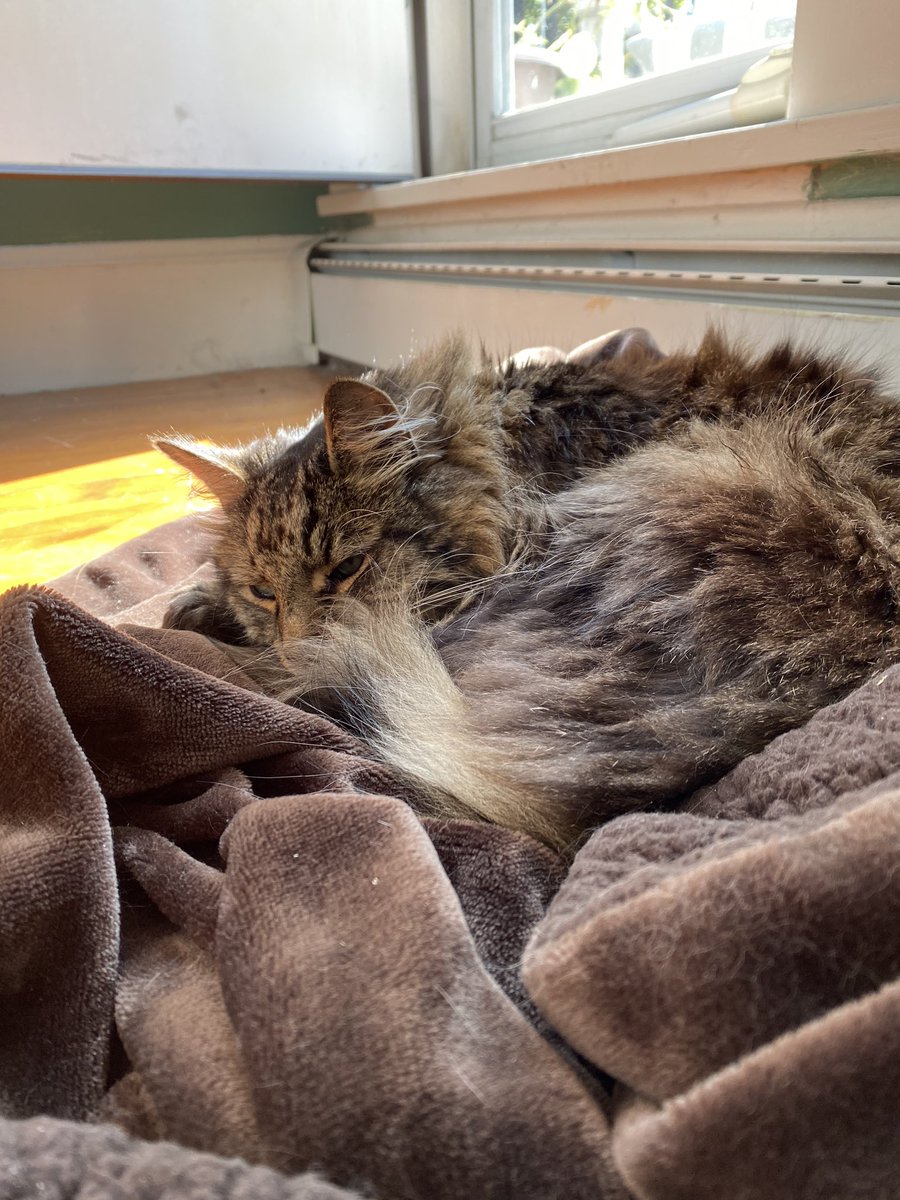 shhhh_kittens's tweet photo. Slacker Andrei, who usually supervises my work, is taking the day off, preferring to sleep on a sunny blanket. #petsofbuf20 https://t.co/cju1WbxsA7