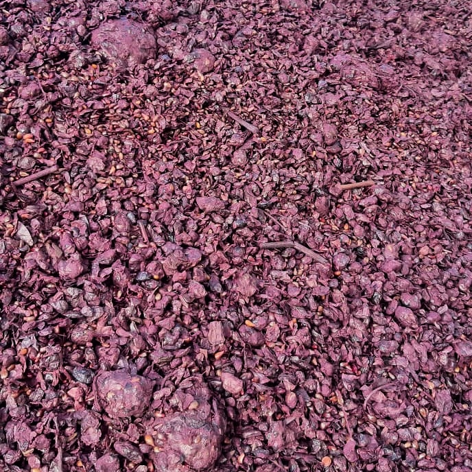 bernedarioja's tweet photo. Los restos de la uva ya prensados (oruja) tienen una nueva vida, todo se aprovecha. Los llevamos a la alcoholera donde se elaboran con ellos orujos y destilados.

#oruja #vino #wine #riojawine #rioja #docarioja #winelovers https://t.co/HByz6qhlDo