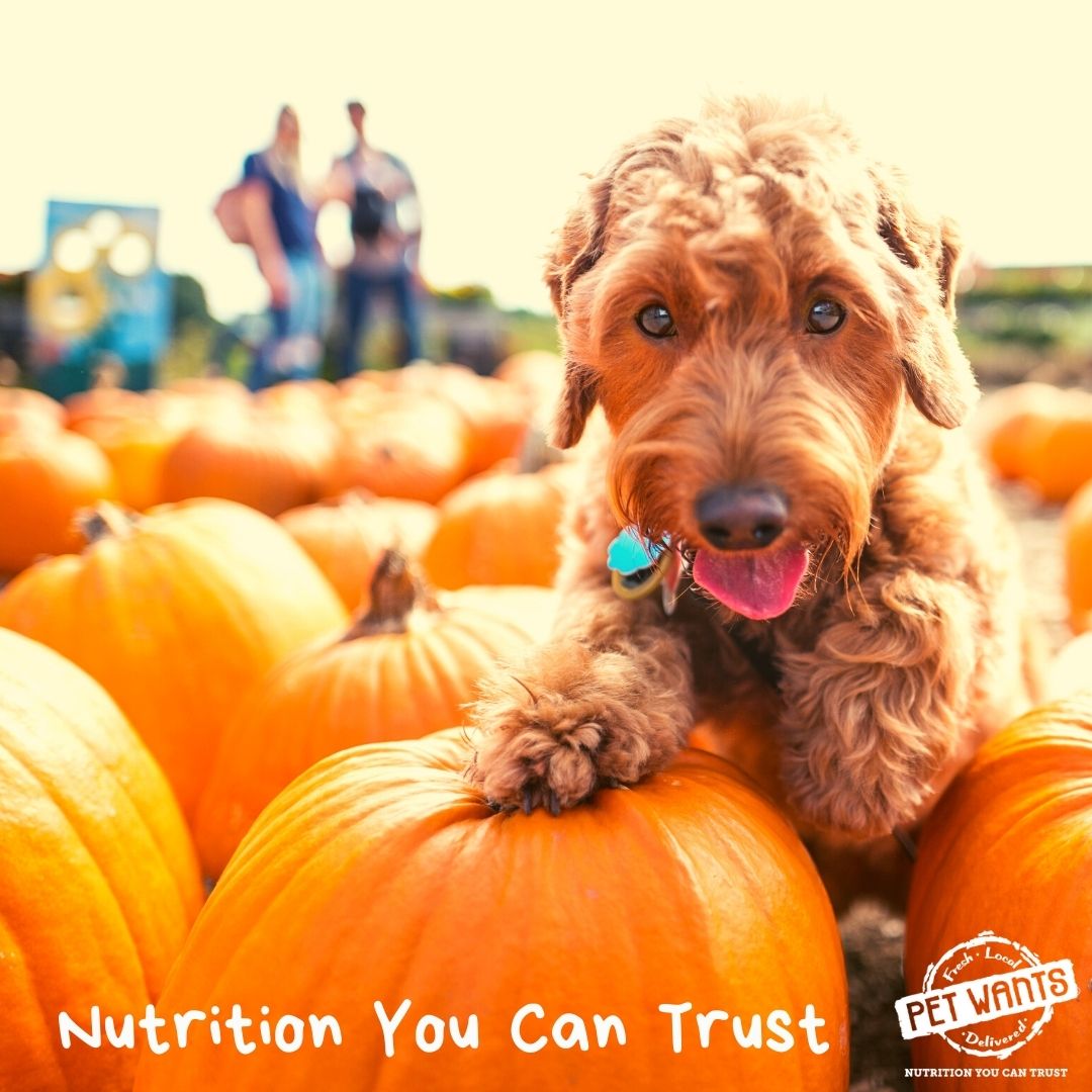 PetWants's tweet photo. Stop doodling around and feed your dogs and cats Pet Wants! High nutrition and freshness truly matter to their health. 😀
 ..
https://t.co/QsTkrBV69H https://t.co/Cl400IKMO1