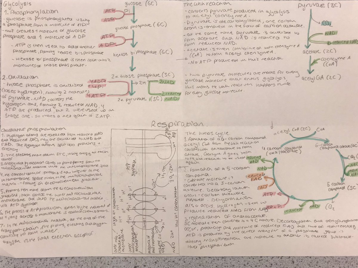 HessleScience's tweet photo. Great work by Y13 on aerobic respiration this morning. https://t.co/bVUcyepxmR