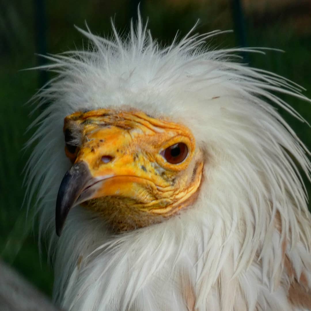 CiclesCIC's tweet photo. Avui els #cafemn de la #iccic han fet una visita al @ZooBarcelona per veure fauna de Catalunya. Aufranys, voltors, tritó del Montseny... Petjades i rastres...
A més han sigut més coneixedors de la tasca del @ZooBarcelona per la conservació de la fauna. https://t.co/c9CRrALGst