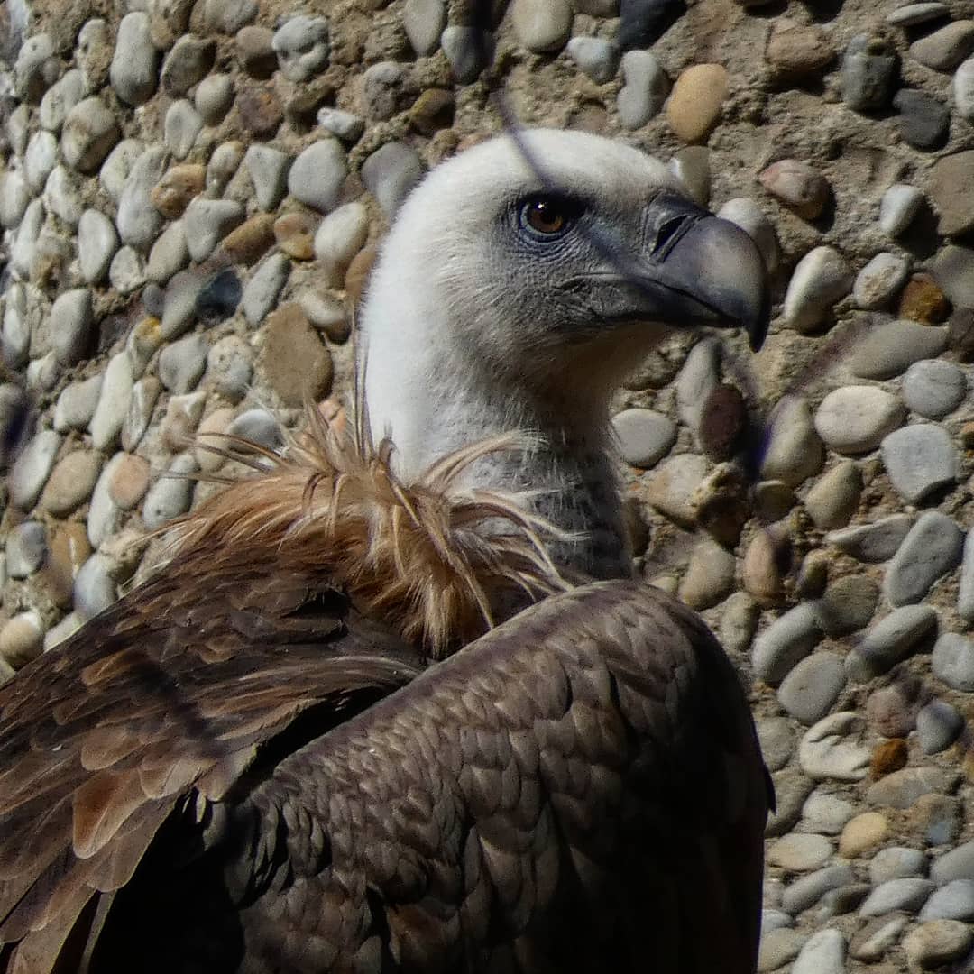 CiclesCIC's tweet photo. Avui els #cafemn de la #iccic han fet una visita al @ZooBarcelona per veure fauna de Catalunya. Aufranys, voltors, tritó del Montseny... Petjades i rastres...
A més han sigut més coneixedors de la tasca del @ZooBarcelona per la conservació de la fauna. https://t.co/c9CRrALGst