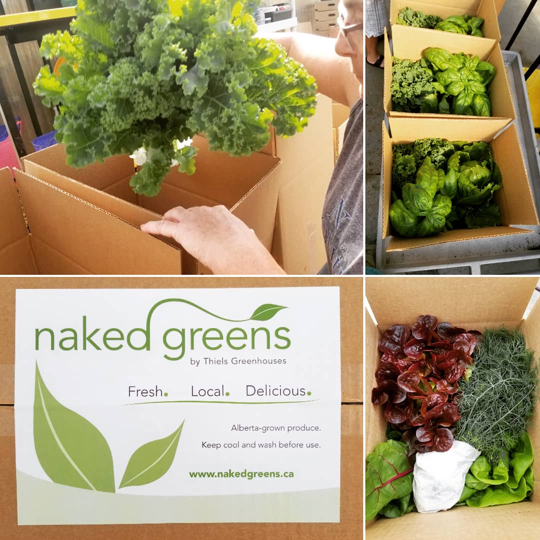 ThielsGH's tweet photo. Hey @630CHED @ABDanielleSmith just a thought! Consumers can source their goods from those of us in the supply chain that are trying to make a difference! We are out there! Everywhere. #nakedgreensAB #localbiz #lessplastic #NOclamshells #compostable https://t.co/JM9COwO4NR