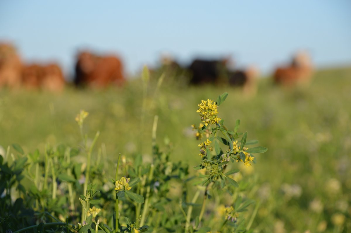 (Thread 1/4) As we enter the fall, many producers are considering grazing alfalfa regrowth. Grazing alfalfa - even in the fall - does come with a few manageable risks.  http://www.beefresearch.ca/blog/fear-of-bloat-costs-more-money-than-actual-cases-of-bloat-do/