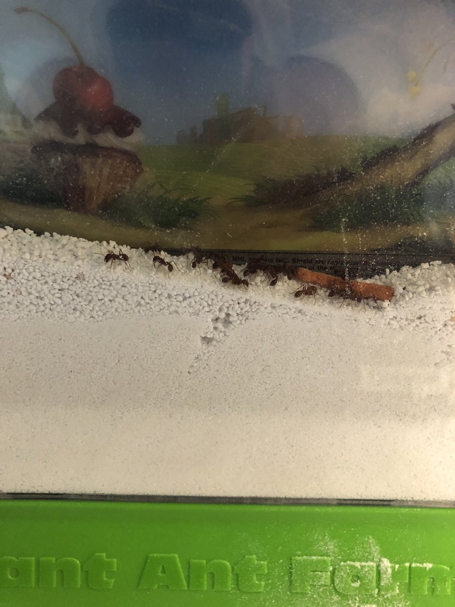 Our ants are here!  We are so excited to learn about ants in kindergarten!  (I have never been excited to have ants in my house!)