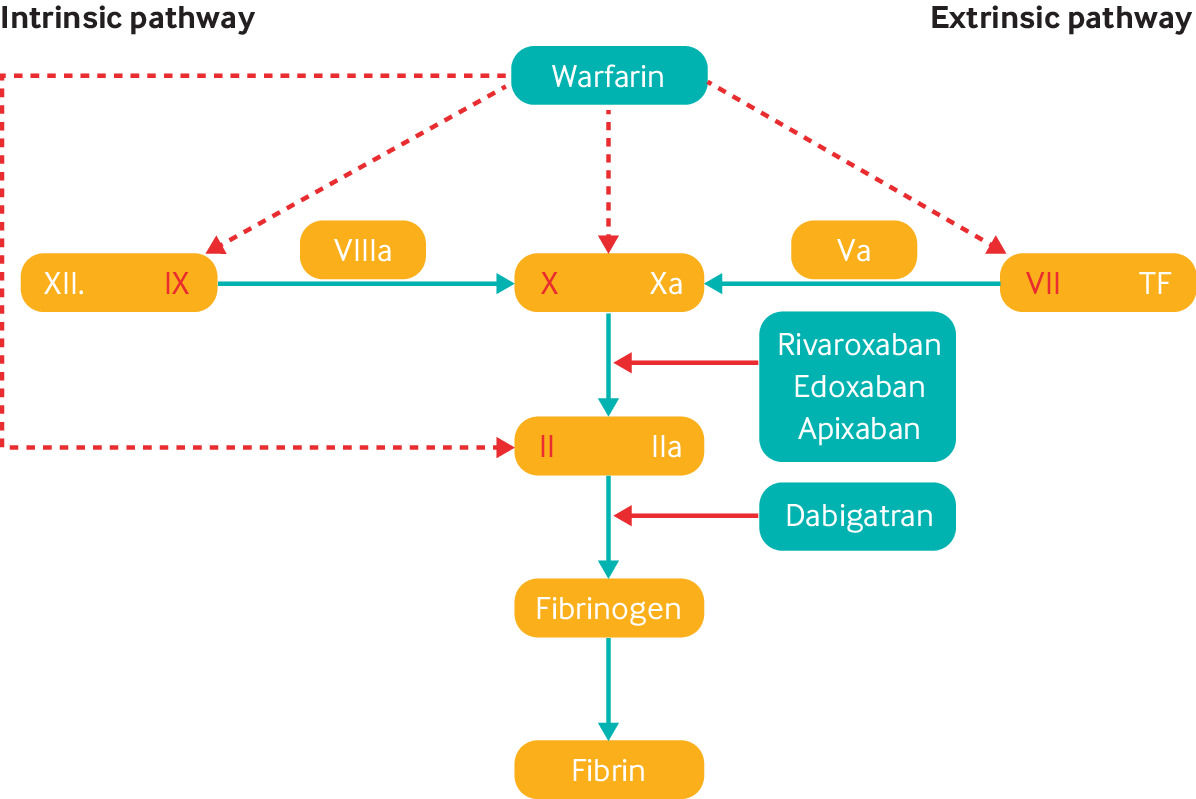 Coagulation Cascade Warfarin