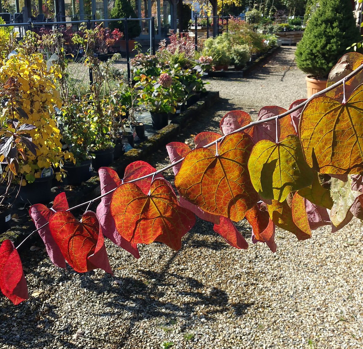 Cedar Nursery - Plants and Outdoor Living tweet media
