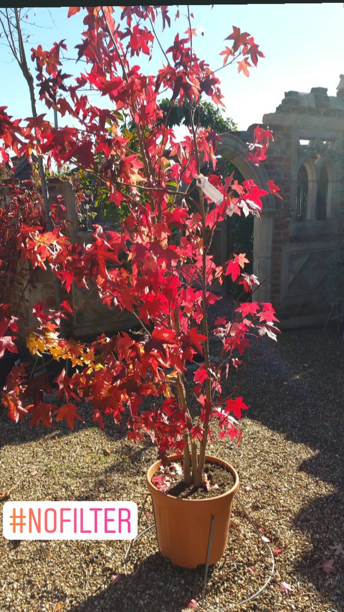Cedar Nursery - Plants and Outdoor Living tweet media