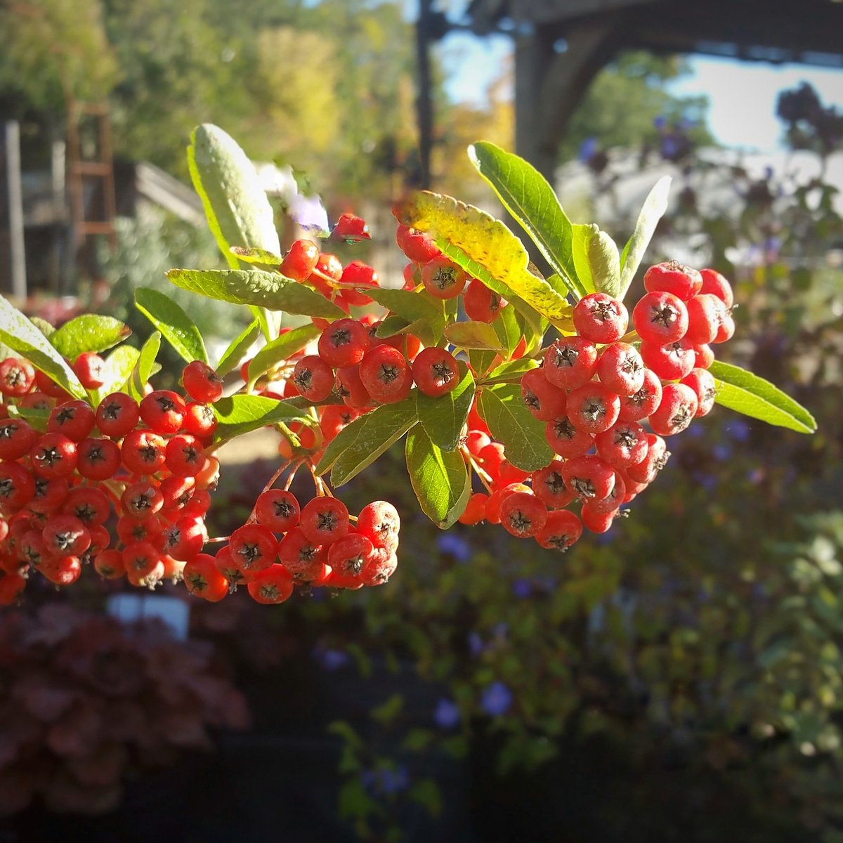 Cedar Nursery - Plants and Outdoor Living tweet media