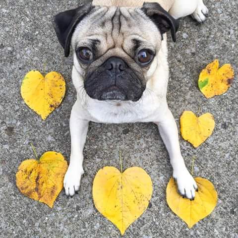 cadesmomsheryle's tweet photo. Wishing a wonderful #NationalPugDay to the most adorable &amp; awesome #pug besides my own, @itsdougthepug  ❤ #puglife  #pug https://t.co/GTrq2wj5pS