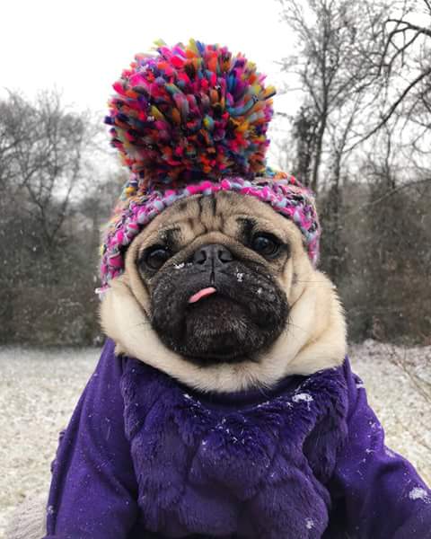 Wishing a wonderful #NationalPugDay to the most adorable &amp; awesome #pug besides my own, <a href="/itsdougthepug/">Doug The Pug</a>  ❤ #puglife  #pug