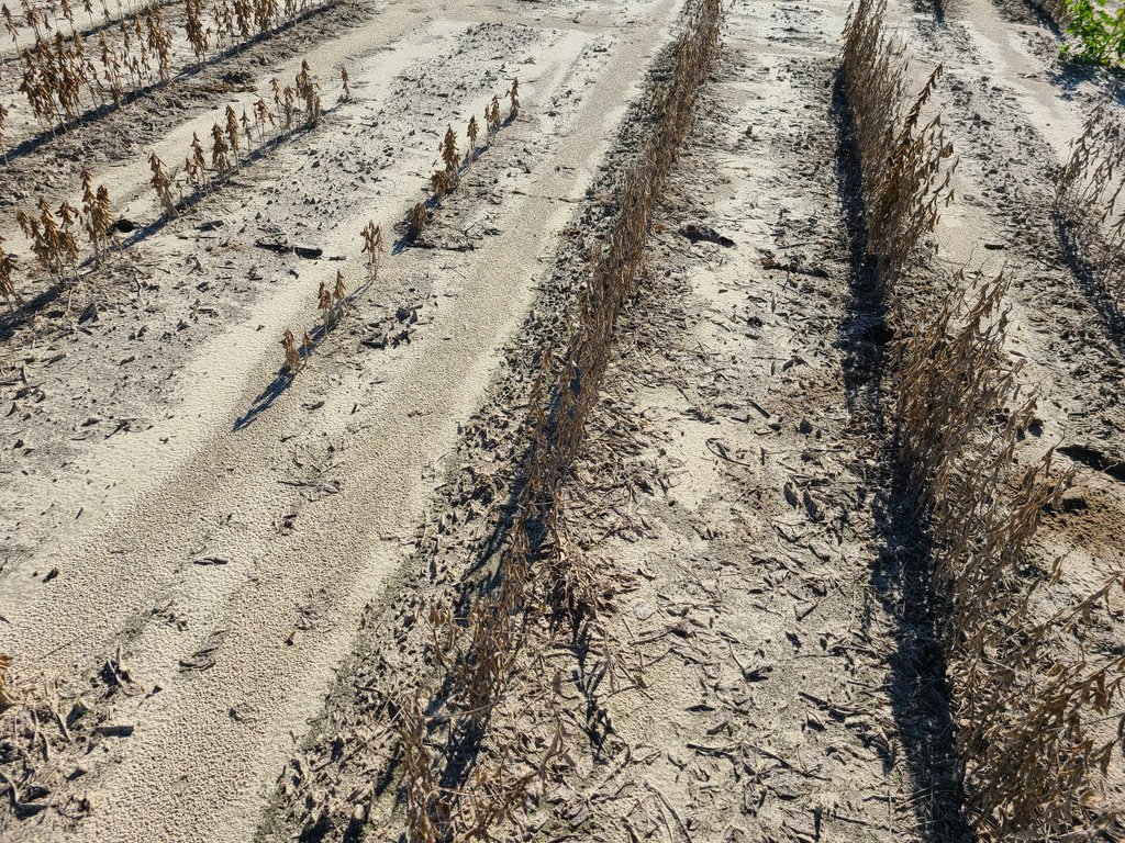 FieldCropsPathology (@thiessenlab) on Twitter photo Our SCRI funded #FindMe RKN nematode project is almost a wrap for 2020. There's definitely some hot spots on this field, and potential treatment differences! Looking forward to comparing notes with #TeamTode !! <a href="/LinaQuesadaO/">Lina Quesada</a> @AdrienneGorny #SoybeanRKN #KillTheTodes Our SCRI funded #FindMe RKN nematode project is almost a wrap for 2020. There's definitely some hot spots on this field, and potential treatment differences! Looking forward to comparing notes with #TeamTode !! <a href="/LinaQuesadaO/">Lina Quesada</a> @AdrienneGorny #SoybeanRKN #KillTheTodes