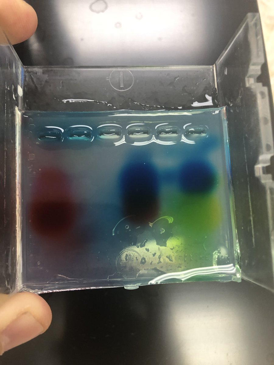 SciWithMrPaci's tweet photo. Pigment Separation by Gel Electrophoresis, from left to right: red, blue and green food coloring https://t.co/Rnn38mSTJe