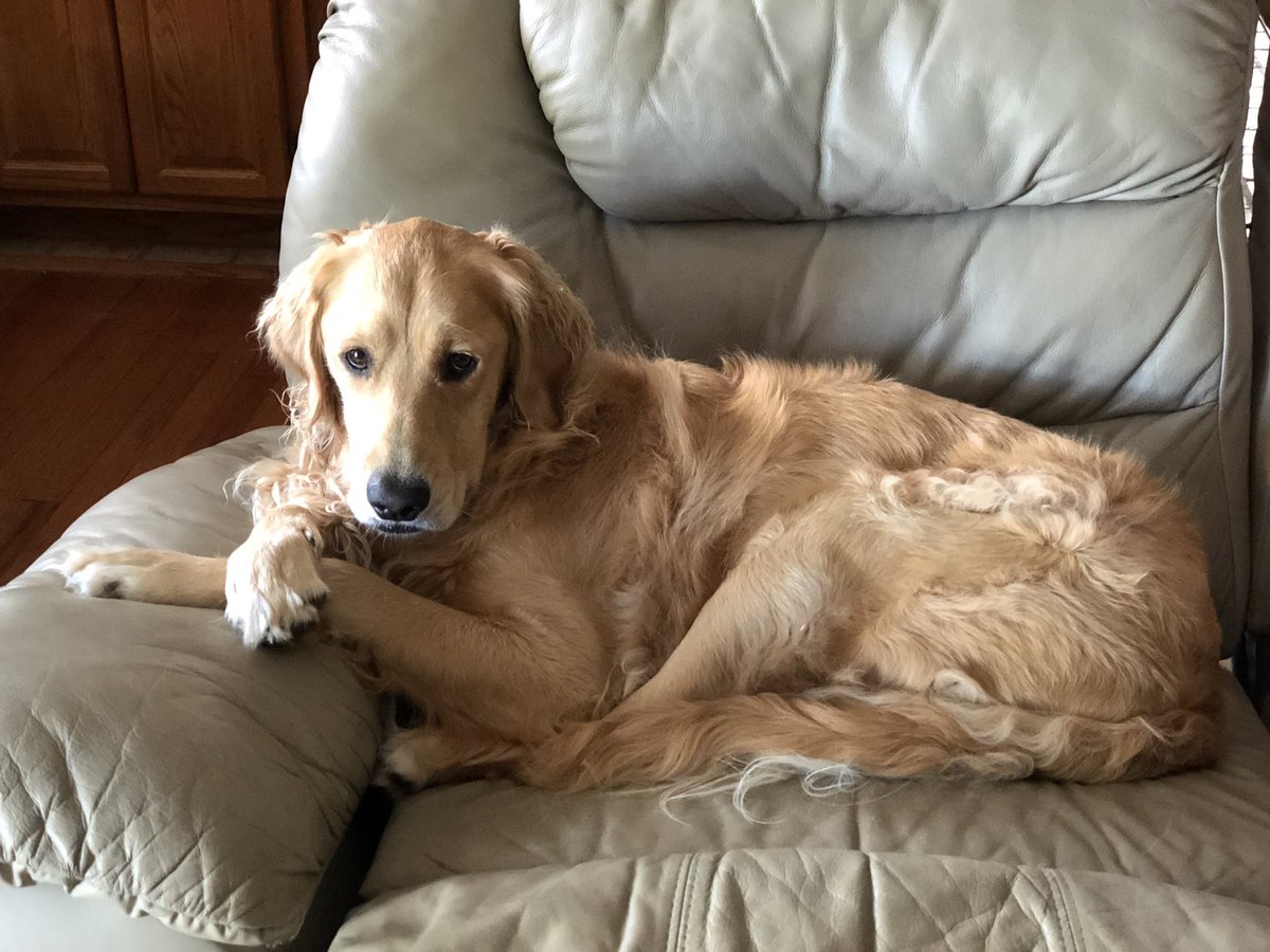 #petsofWBSD #lilymae