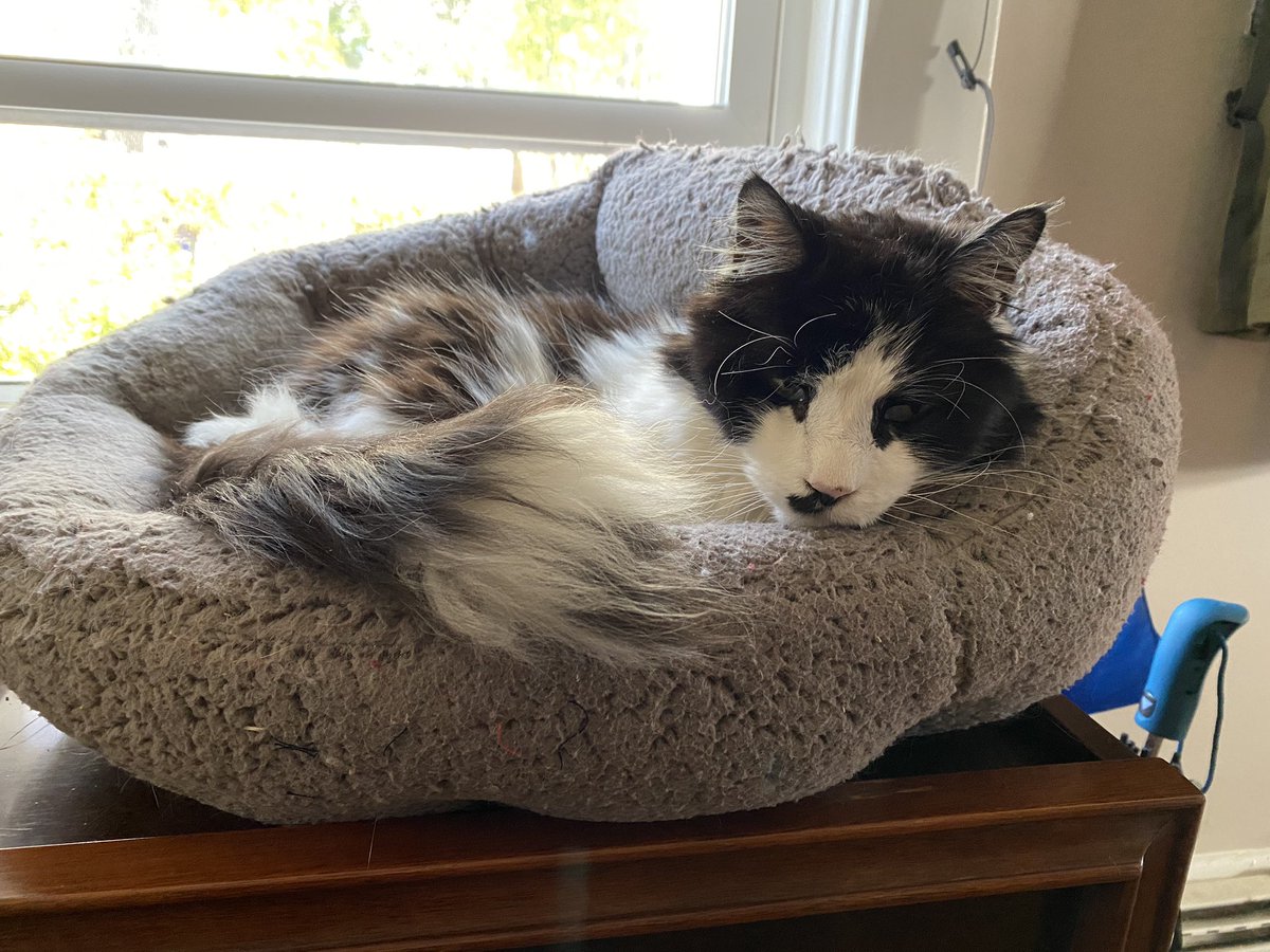 shhhh_kittens's tweet photo. Meanwhile, Butch, Andreiโs brother, continues to maintain that just because his humans are working from home he doesnโt need to alter his routines. #petsofbuf20 https://t.co/m04BBQTSJF