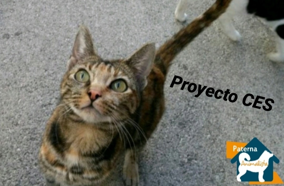 Pateranimalista's tweet photo. Hoy queremos compartir nuestra felicidad con vosotros. Hoy hemos empezado realmente con nuestro #proyectoCES. Pincha en el enlace para más información https://t.co/9G6kcgZedp

#paternaanimalistaproyectoCES https://t.co/d5DQ1fHmfr