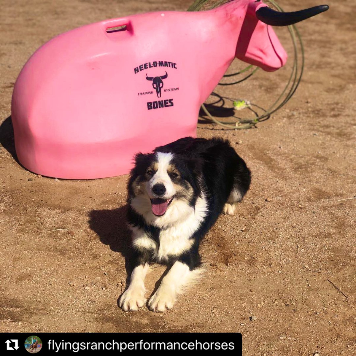 heelomatic's tweet photo. Smile! It’s almost Friday!☀️ #heelomatictrainingsystems #perfectpractice #littlethings #heelomatic https://t.co/oFjpNU1uk9