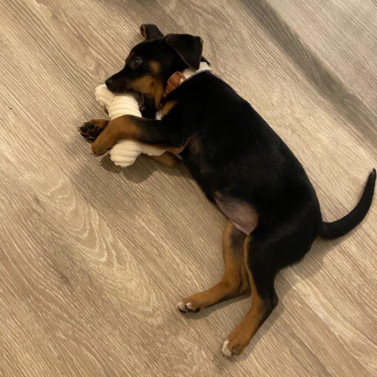 Rebz444's tweet photo. #PetsinSTEM
1) name: Ona Lailai
2) fav qualities: chase frozen raspberry around
3) pics!
4) science pals w pets: @yphneuro @neuro_sara @hollyrob05 https://t.co/Ox69E2bPpG