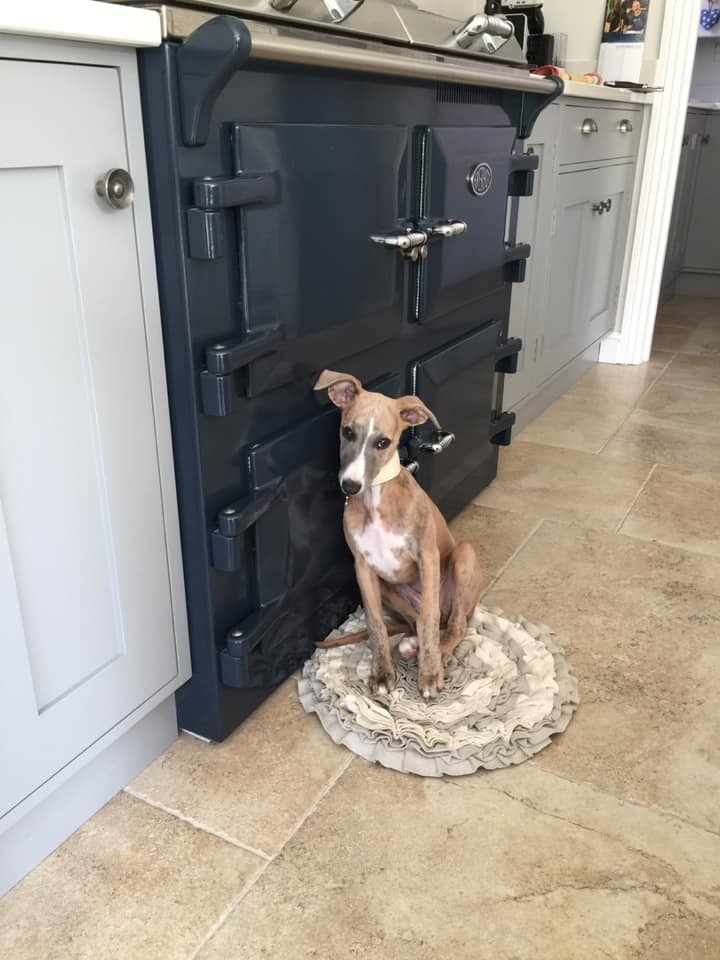 Looks like this pup has found the perfect spot to chill in front of our Marine Blue Everhot! Thanks for sharing Deborah Ribchester. ⁠
⁠
#Everhot #heatstoragerangecooker #rangecooker #kitchen #kitchendesign #luxury #design #cookers #kitchenideas #statementkitchens