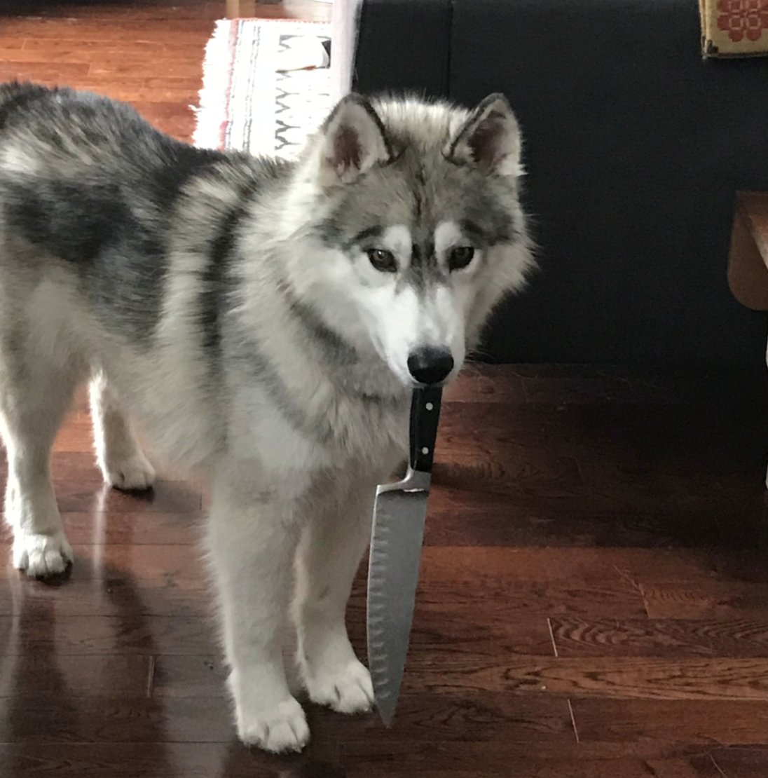 elveticadesign's tweet photo. #unflatteringdogphotochallenge for your consideration and no, you are not in any danger if he doesn't win. https://t.co/AgzeAKPW55