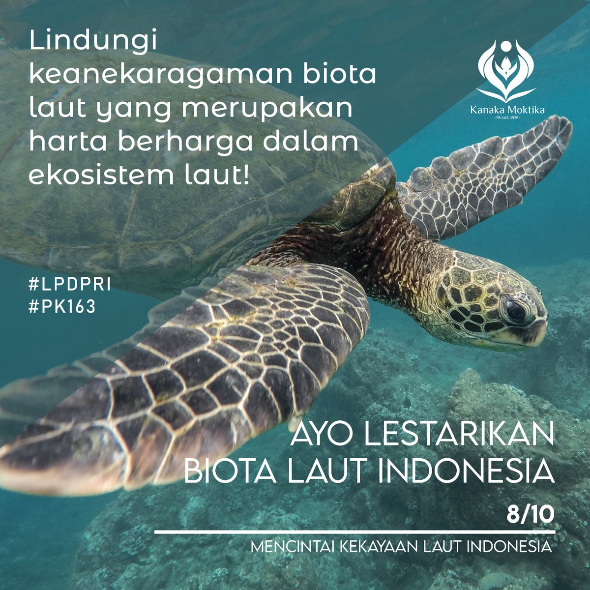oncheplok's tweet photo. [CERITA SI NYUNYU🐢]
.
Hai aku Nyunyu, salah satu penyu yang tinggal di perairan Indonesia. Iya Indonesia tuh kaya banget loh akan temen-temen penyu dan biota laut lainnya 🐠🦑🐡 Bahkan 6 dari 7 jenis penyu yang ada di dunia ada di Indonesia. https://t.co/wT3RCfNBPh