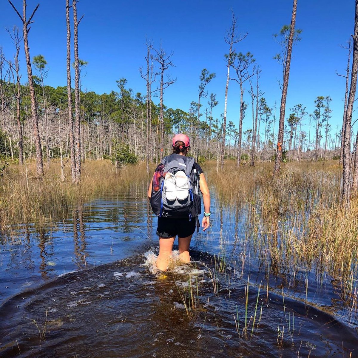 flwildcorridor's tweet photo. Raise your hand if you’d hike in water this deep!🙋🏼‍♀️🙋🏽‍♂️🙋🏽‍♀️🙋🏻‍♂️#wildFL #ExploretheCorridor #FLtrail #Repost @tapsandtrail https://t.co/862zXH1eEa https://t.co/iqjJYbJaYr