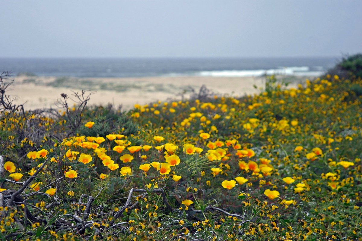 Archived: USFWS Pacific Southwest Region tweet media