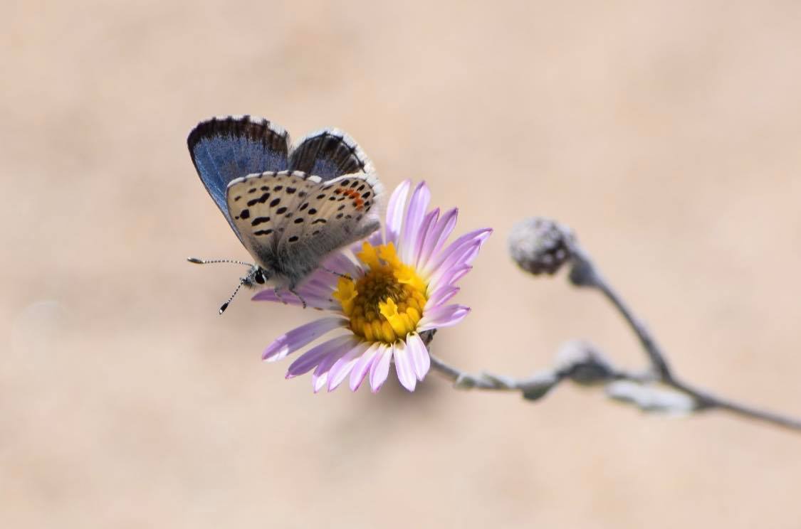 Archived: USFWS Pacific Southwest Region tweet media